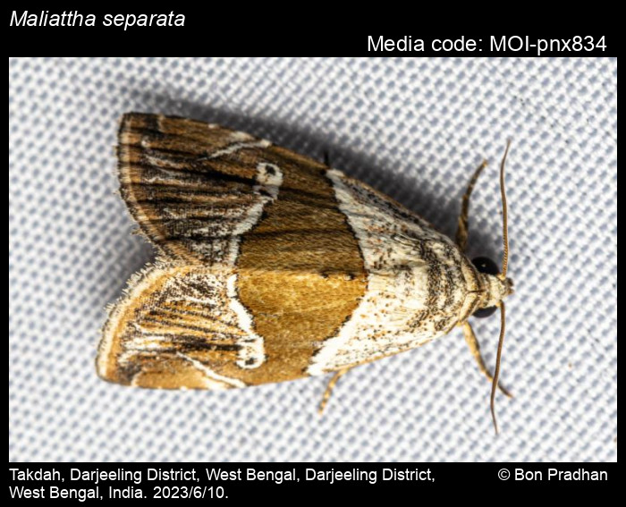 Maliattha separata Walker, 1863 Moths